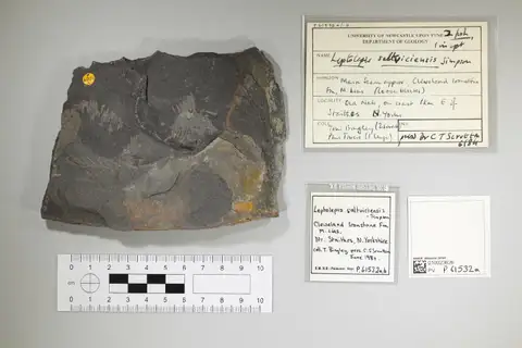 Dokumentasi PV P 61532 a dengan identifikasi pada sumber Leptolepis saltviciensis. Isi dan label gambar dipertahankan.