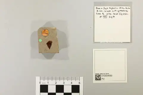 Dokumentasi PV P 45466 dengan identifikasi pada sumber Leptolepis disjectus. Isi dan label gambar dipertahankan.