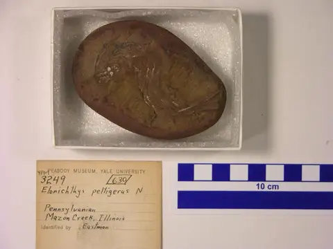 Dokumentasi YPM VP 003249 dengan identifikasi pada sumber Elonichthys peltigerus. Isi dan label gambar dipertahankan.