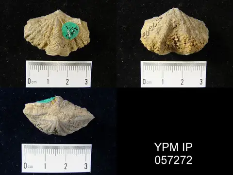 Dokumentasi YPM IP 057272 dengan identifikasi pada sumber Megakozlowskiella perlamellosa. Isi dan label gambar dipertahankan.
