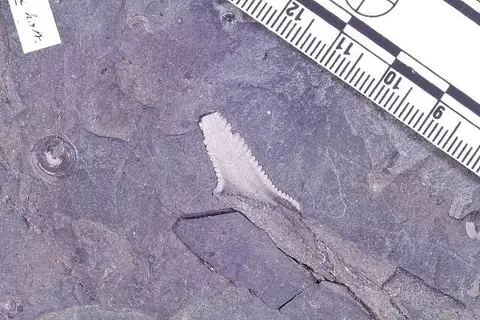 Dokumentasi USNM V14790 dengan identifikasi pada sumber Edestus vorax. Isi dan label gambar dipertahankan.