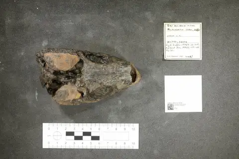 Dokumentasi PV OR 14437 dengan identifikasi pada sumber Pelagosaurus typus. Isi dan label gambar dipertahankan.