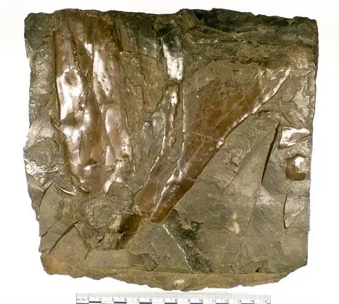 Dokumentasi USNM PAL323030 dengan identifikasi pada sumber Megalichthys hibberti. Isi dan label gambar dipertahankan.