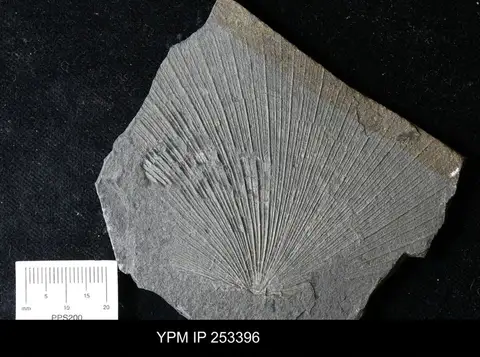 Dokumentasi YPM IP 253396 dengan identifikasi pada sumber Daonella lommeli. Isi dan label gambar dipertahankan.