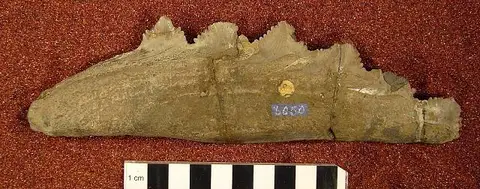 Dokumentasi USNM V6050 dengan identifikasi pada sumber Edestus crenulatus. Isi dan label gambar dipertahankan.