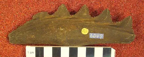 Dokumentasi USNM V6049 dengan identifikasi pada sumber Edestus serratus. Isi dan label gambar dipertahankan.
