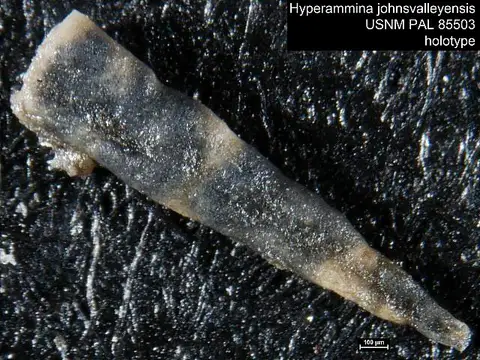 Dokumentasi USNM PAL85503 dengan identifikasi pada sumber Hyperammina johnsvalleyensis. Isi dan label gambar dipertahankan.