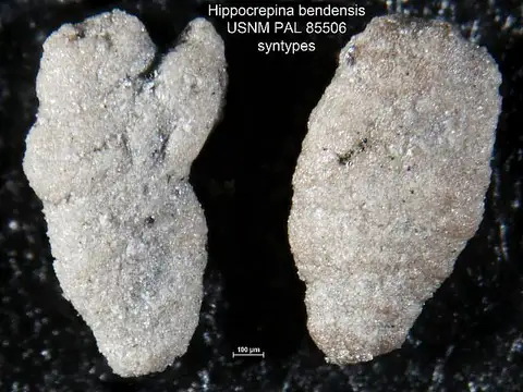 Dokumentasi USNM PAL85506 dengan identifikasi pada sumber Hippocrepina bendensis. Isi dan label gambar dipertahankan.