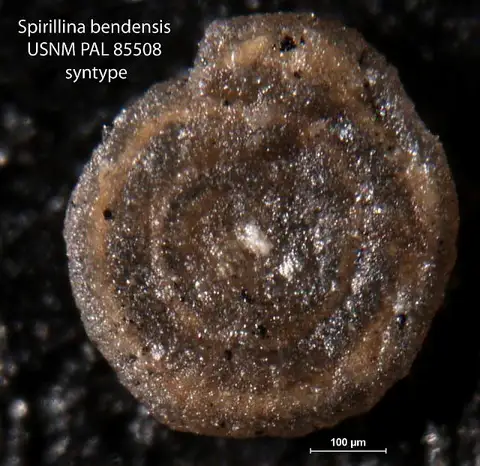Dokumentasi USNM PAL85508 dengan identifikasi pada sumber Spirillina bendensis. Isi dan label gambar dipertahankan.