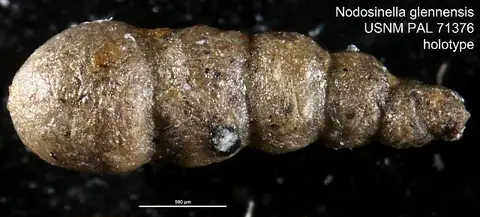 Dokumentasi USNM PAL71376 dengan identifikasi pada sumber Nodosinella glennensis. Isi dan label gambar dipertahankan.