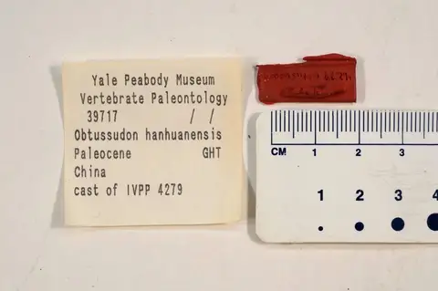 Dokumentasi YPM VP 039717 dengan identifikasi pada sumber Obtususdon hanhuaensis. Isi dan label gambar dipertahankan.