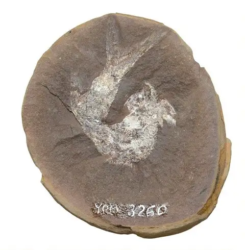 Dokumentasi YPM VP 003260 dengan identifikasi pada sumber Elonichthys disjunctus. Isi dan label gambar dipertahankan.