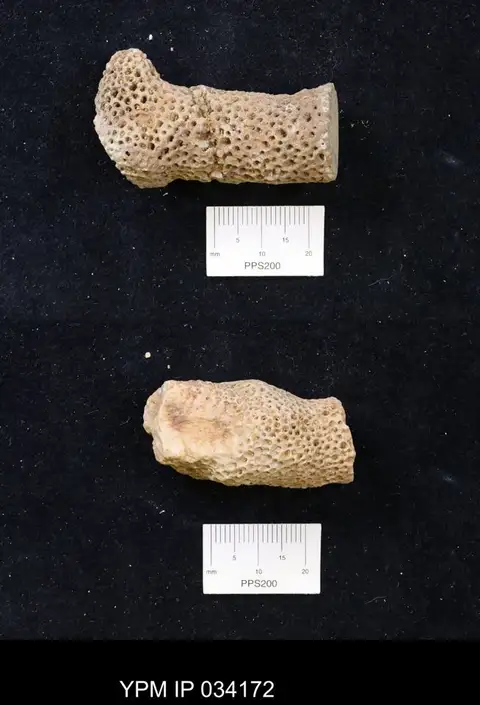 Dokumentasi YPM IP 034172 dengan identifikasi pada sumber Heterocoenites variabilis. Isi dan label gambar dipertahankan.