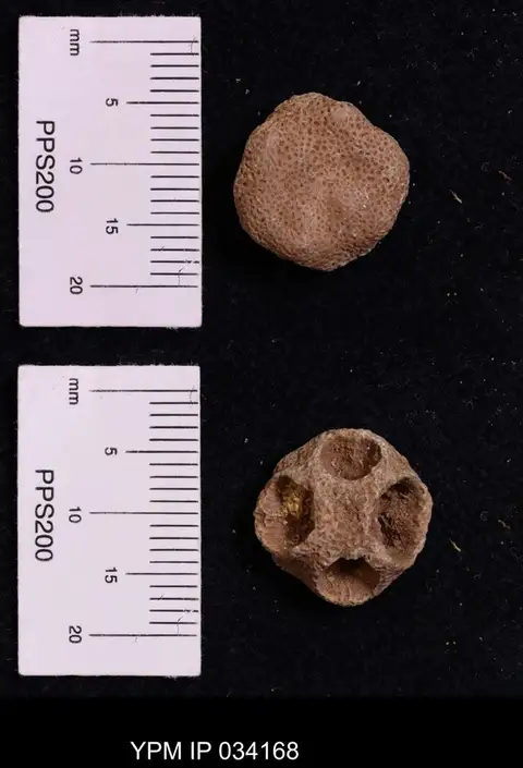 Dokumentasi YPM IP 034168 dengan identifikasi pada sumber Palaeacis regularis. Isi dan label gambar dipertahankan.