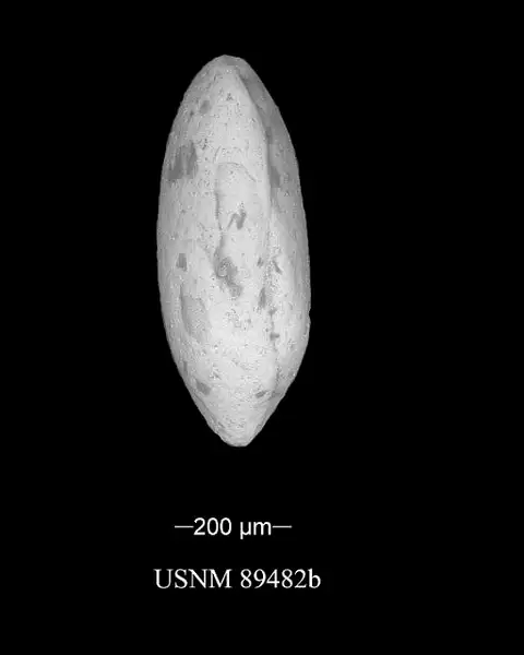 Dokumentasi USNM PAL89482B dengan identifikasi pada sumber Bairdia chasae. Isi dan label gambar dipertahankan.