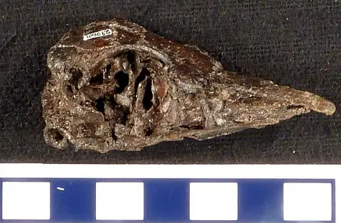 Dokumentasi USNM PAL290601 dengan identifikasi pada sumber Lithornis celetius. Isi dan label gambar dipertahankan.