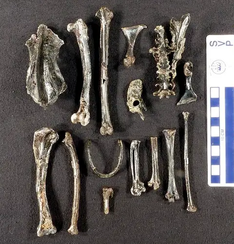 Dokumentasi USNM PAL336535 dengan identifikasi pada sumber Lithornis promiscuus. Isi dan label gambar dipertahankan.