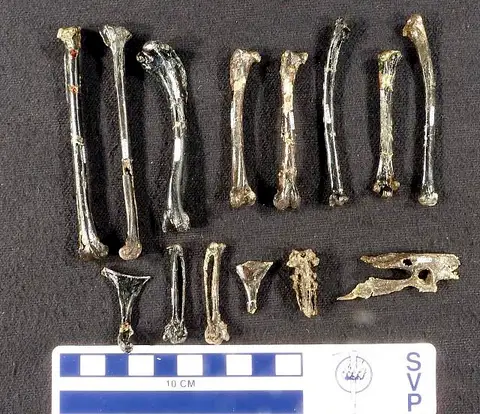 Dokumentasi USNM PAL336534 dengan identifikasi pada sumber Lithornis plebius. Isi dan label gambar dipertahankan.