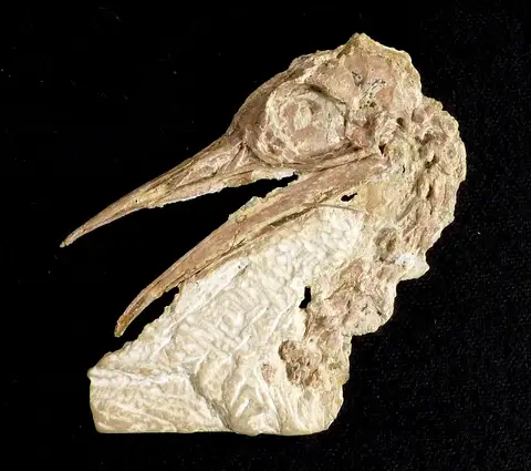 Dokumentasi USNM PAL336103 dengan identifikasi pada sumber Pseudocrypturus cercanaxius. Isi dan label gambar dipertahankan.