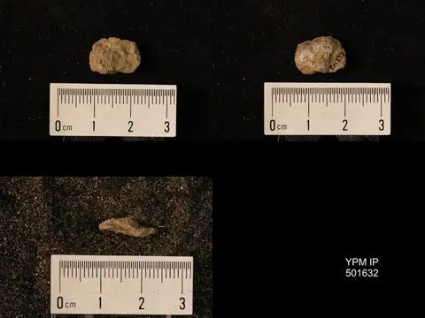 Dokumentasi YPM IP 501632 dengan identifikasi pada sumber Marginifera haydenensis. Isi dan label gambar dipertahankan.