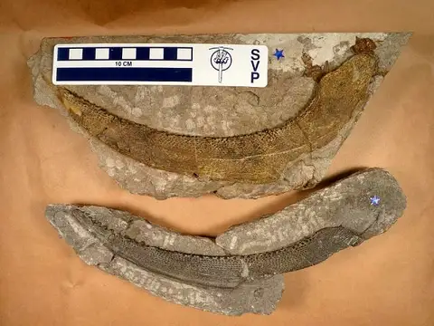 Dokumentasi USNM V3392 dengan identifikasi pada sumber Physonemus gemmatus. Isi dan label gambar dipertahankan.
