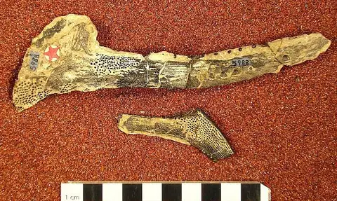 Dokumentasi USNM V5988 dengan identifikasi pada sumber Erismacanthus formosus. Isi dan label gambar dipertahankan.
