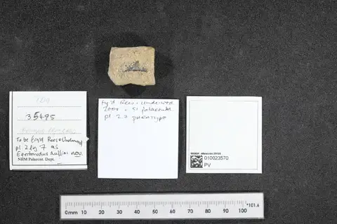 Dokumentasi PV OR 35495 dengan identifikasi pada sumber Egertonodus duffini. Isi dan label gambar dipertahankan.