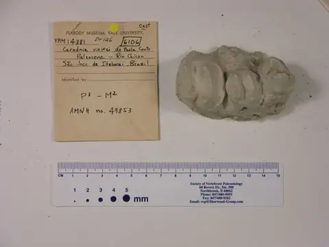 Dokumentasi YPM VP 014381 dengan identifikasi pada sumber Carodnia vieirai. Isi dan label gambar dipertahankan.