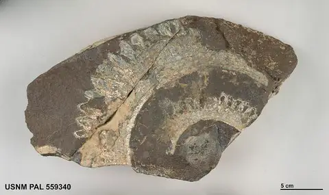 Dokumentasi USNM PAL559340 dengan identifikasi pada sumber Helicoprion bessonowi. Isi dan label gambar dipertahankan.