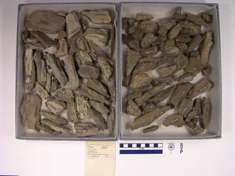 Dokumentasi YPM VP 000274 dengan identifikasi pada sumber Bottosaurus harlani. Isi dan label gambar dipertahankan.