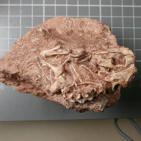 Dokumentasi PV R 36832 dengan identifikasi pada sumber Clevosaurus hudsoni. Isi dan label gambar dipertahankan.