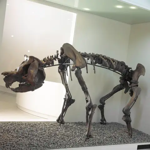 Dokumentasi P 17002 dengan identifikasi pada sumber Zygomaturus trilobus. Isi dan label gambar dipertahankan.