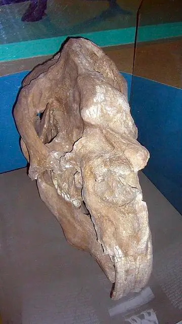 Dokumentasi USNM PAL437462 dengan identifikasi pada sumber Diprotodon optatum. Isi dan label gambar dipertahankan.