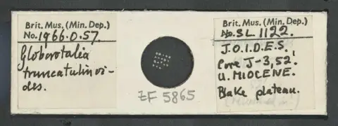Dokumentasi PM ZF 5865 dengan identifikasi pada sumber Globorotalia truncatulinoides. Isi dan label gambar dipertahankan.