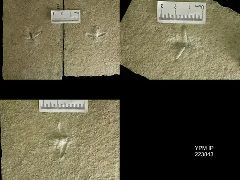 Dokumentasi YPM IP 223843 dengan identifikasi pada sumber Ditomoptera minor. Isi dan label gambar dipertahankan.