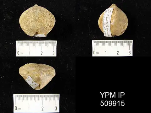 Dokumentasi YPM IP 509915 dengan identifikasi pada sumber Aulacothyris resupinata. Isi dan label gambar dipertahankan.