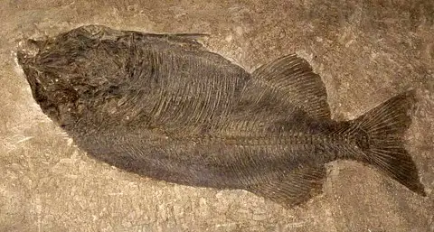 Dokumentasi USNM V2379 dengan identifikasi pada sumber Phareodus encaustus. Isi dan label gambar dipertahankan.