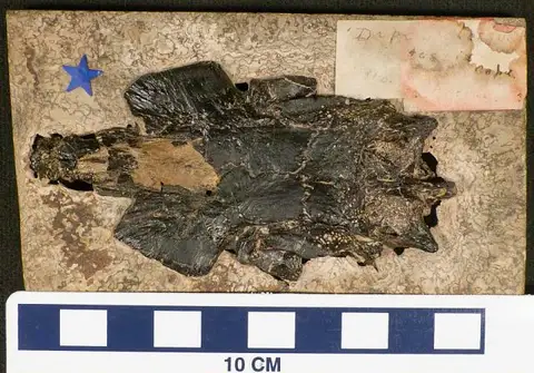 Dokumentasi USNM V4916 dengan identifikasi pada sumber Phareodus testis. Isi dan label gambar dipertahankan.
