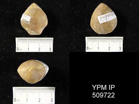 Dokumentasi YPM IP 509722 dengan identifikasi pada sumber Loboidothyris perovalis. Isi dan label gambar dipertahankan.