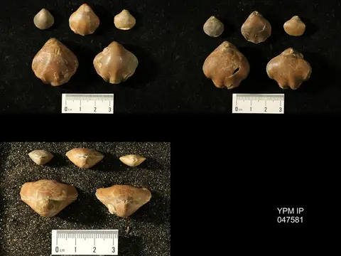 Dokumentasi YPM IP 047581 dengan identifikasi pada sumber Epithyris maxillata. Isi dan label gambar dipertahankan.