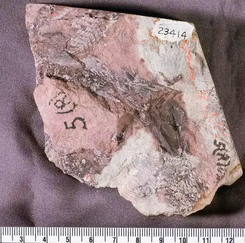 Dokumentasi USNM V23414 dengan identifikasi pada sumber Lasalichthys hillsi. Isi dan label gambar dipertahankan.