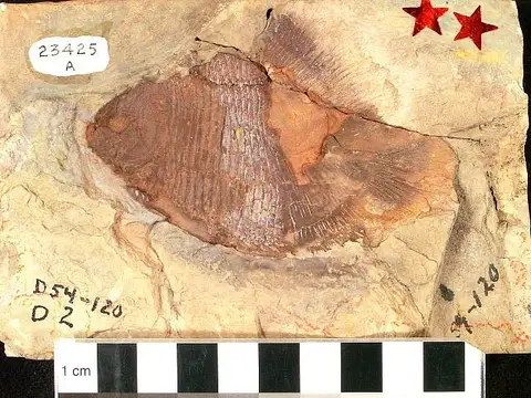 Dokumentasi USNM V23425 dengan identifikasi pada sumber Hemicalypterus weiri. Isi dan label gambar dipertahankan.