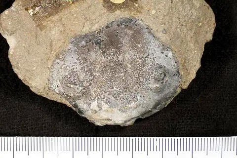 Dokumentasi USNM MO166945 dengan identifikasi pada sumber Zanthopsis bartholomaeensis. Isi dan label gambar dipertahankan.
