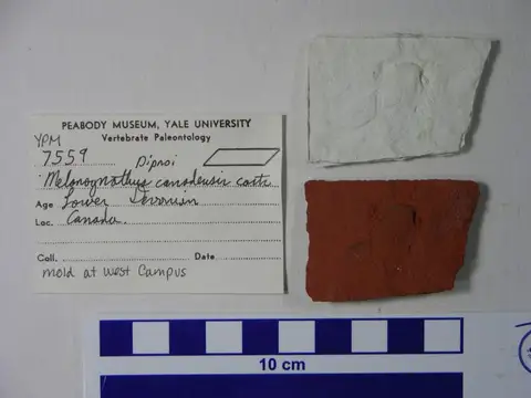 Dokumentasi YPM VP 007559 dengan identifikasi pada sumber Melanognathus canadensis. Isi dan label gambar dipertahankan.