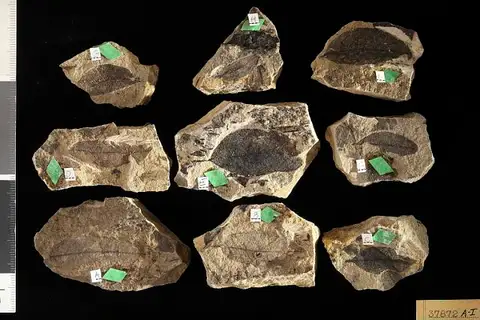 Dokumentasi USNM P37872H dengan identifikasi pada sumber Myrcia nitens. Isi dan label gambar dipertahankan.