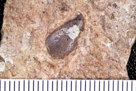 Dokumentasi USNM V13810 dengan identifikasi pada sumber Sandalodus minor. Isi dan label gambar dipertahankan.