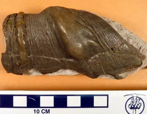 Dokumentasi USNM V3395 dengan identifikasi pada sumber Cochliodus latus. Isi dan label gambar dipertahankan.