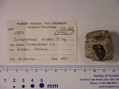 Dokumentasi YPM VP 002884 dengan identifikasi pada sumber Deltoptychius acutus. Isi dan label gambar dipertahankan.