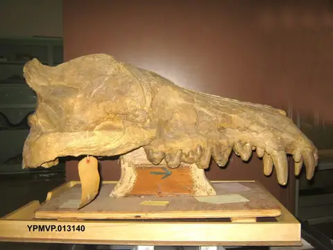 Dokumentasi YPM VP 013140 dengan identifikasi pada sumber Andrewsarchus mongoliensis. Isi dan label gambar dipertahankan.