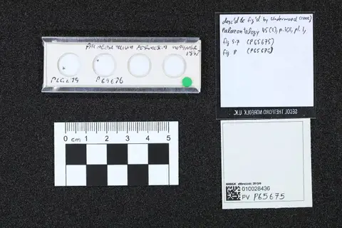 Dokumentasi PV P 65675 dengan identifikasi pada sumber Palaeoscyllium formosum. Isi dan label gambar dipertahankan.